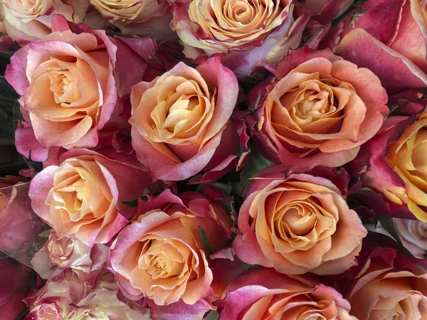 Fondo floral con rosas de colores — Foto de Stock