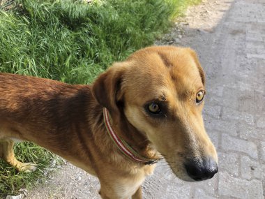 sokakta kahverengi bir köpek yakın çekim