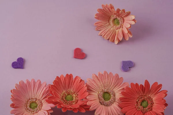 Gerberas flores y corazones sobre fondo púrpura — Foto de Stock