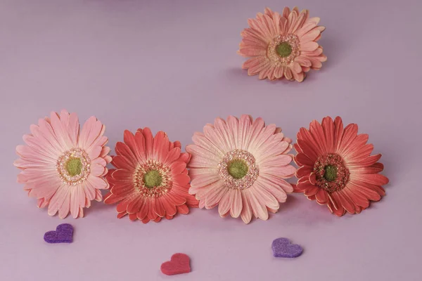 Gerbera daisy flowers and hearts on purple background — Stock Photo, Image