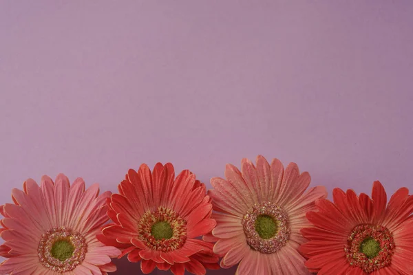 Háttérben Gerbera Daisy virágok lila — Stock Fotó