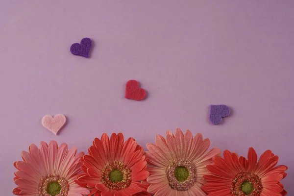 Gerberas flores y corazones sobre fondo púrpura — Foto de Stock