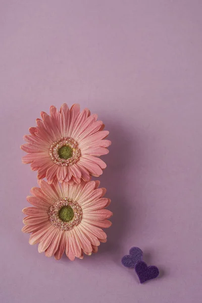 Női nap sablon százszorszép virágok és szívek a lila — Stock Fotó