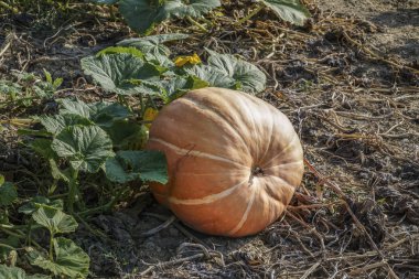 sonbaharda bir bahçede olgun kabak