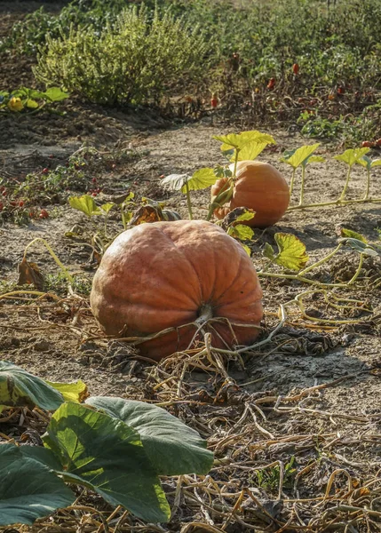 ripe pumpkins on a garden in autumn