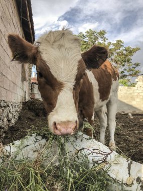 bir besleme tesisinin yakın çekim