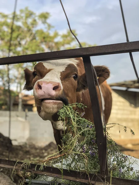 Closeup of a cow feeding plant — Stock Photo, Image