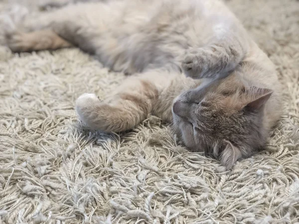 Симпатичная кошка, лежащая на ковре — стоковое фото