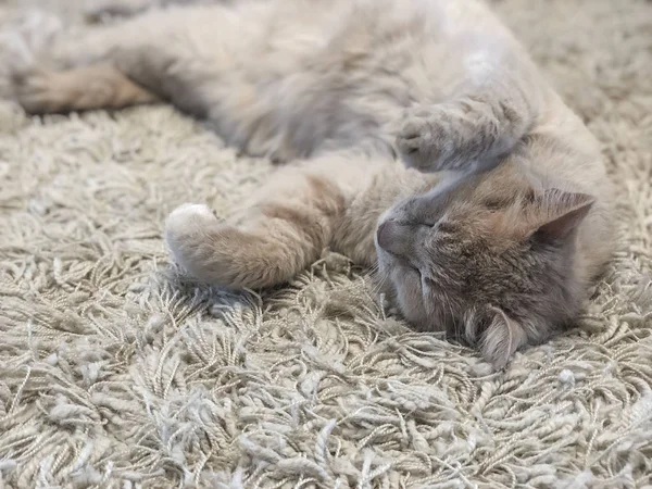 Un lindo gato tendido en la alfombra —  Fotos de Stock