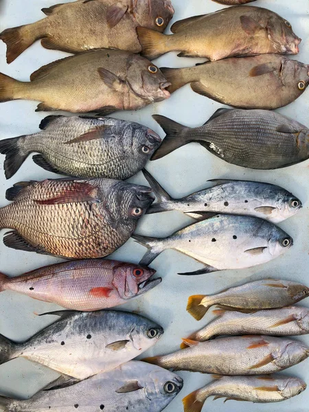 Variety of fishes at fishmarket — Stock Photo, Image