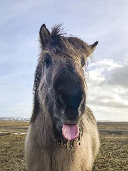 En rolig isländsk häst sticker ut sin tunga — Stockfoto