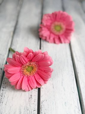 ahşap arka plan üzerinde pembe gerbera papatya çiçekler