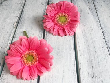 ahşap arka plan üzerinde pembe gerbera papatya çiçekler