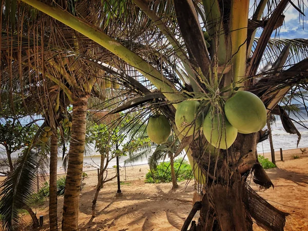 Close-up de cocos na árvore — Fotografia de Stock