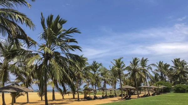 kumlu bir plaj da şezlong ve palmiye ağaçları 