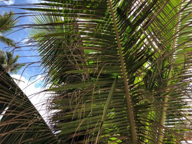 arka plan olarak yakın çekim palmiye ağacı