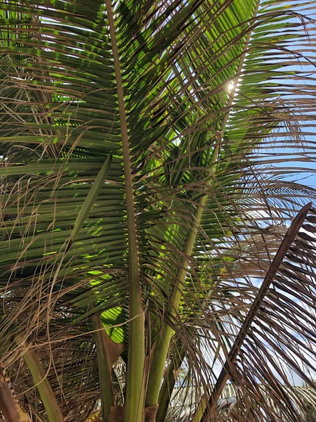 Zaostřená Palm Tree jako pozadí — Stock fotografie