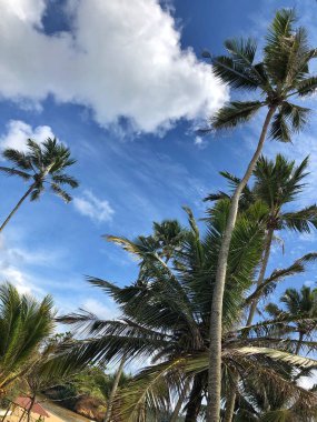 Mavi gökyüzüne karşı palmiye ağaçları