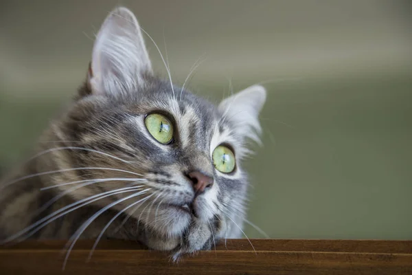 En söt grå katt hemma — Stockfoto