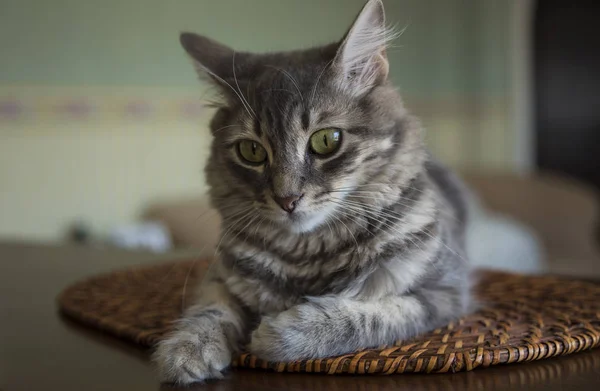 En söt grå katt hemma — Stockfoto