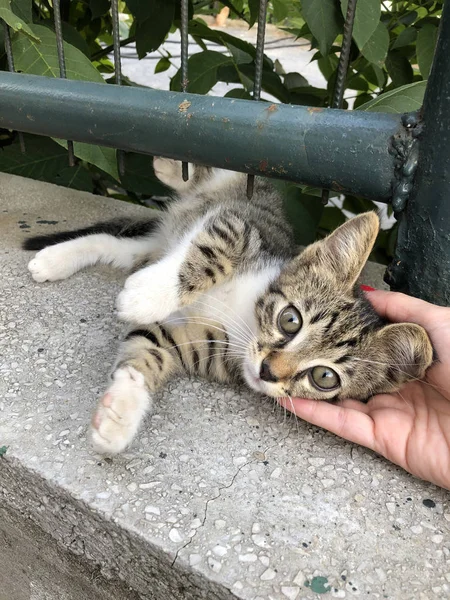 かわいい子猫に触れる女性の手 — ストック写真