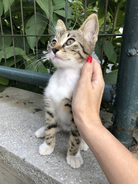 Женская рука прикоснется к симпатичному котенку — стоковое фото