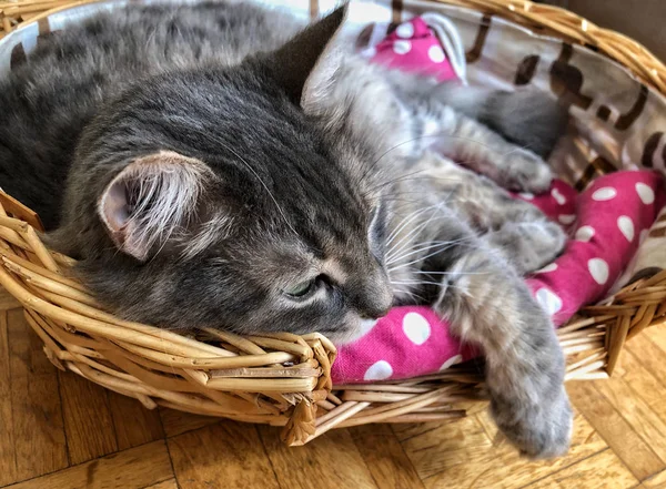 かごの中で休んでいるかわいい灰色の猫 — ストック写真