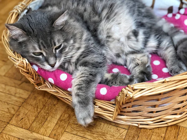 바구니에 앉아 있는 귀여운 회색 고양이 — 스톡 사진