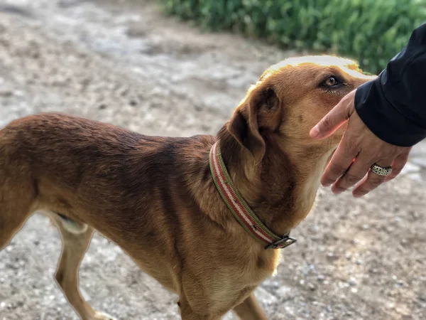 犬の頭に触れる手 — ストック写真