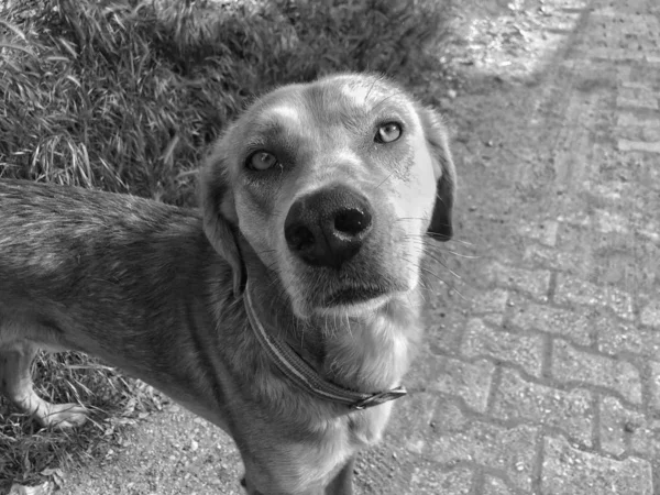一只可爱的狗看着相机,黑白相间 — 图库照片