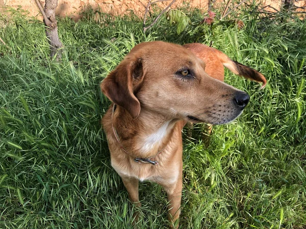 A brown dog on grass at a park — Stock Photo, Image