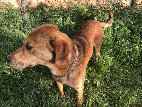 A brown dog on grass at a park — Stock Photo, Image