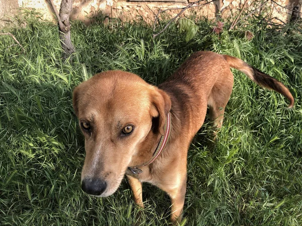 A brown dog on grass at a park — Stock Photo, Image