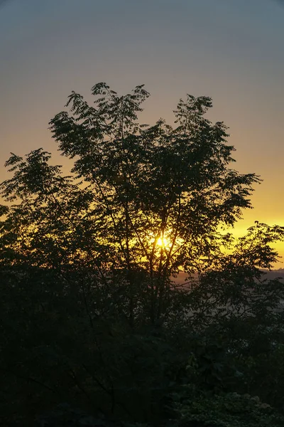 Sol atrás de uma árvore pouco antes do pôr do sol — Fotografia de Stock