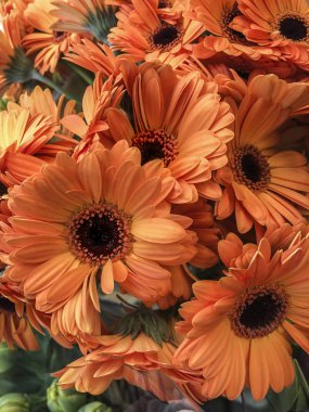 gerbera papatya çiçekleri ile arka plan