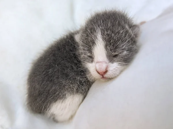 睡在白色枕头上的一只被割伤的新生小猫 — 图库照片