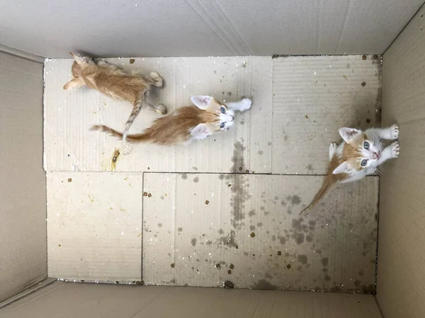 Χαριτωμένα γατάκια σε ένα κουτί — Φωτογραφία Αρχείου