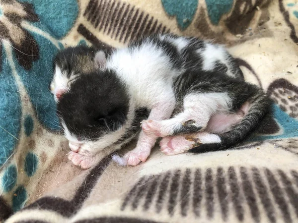 Anak kucing yang baru lahir hitam dan putih tidur di atas bantal — Stok Foto