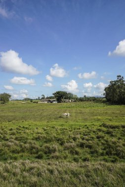 mavi gökyüzü altında çayırda bir