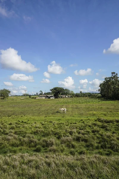 mavi gökyüzü altında çayırda bir