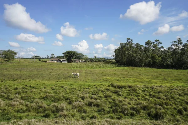 mavi gökyüzü altında çayırda bir