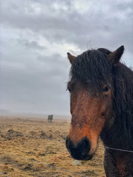 Islandshästar på ängen på Island — Stockfoto