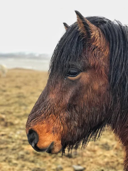 Isländsk häst på äng på Island — Stockfoto