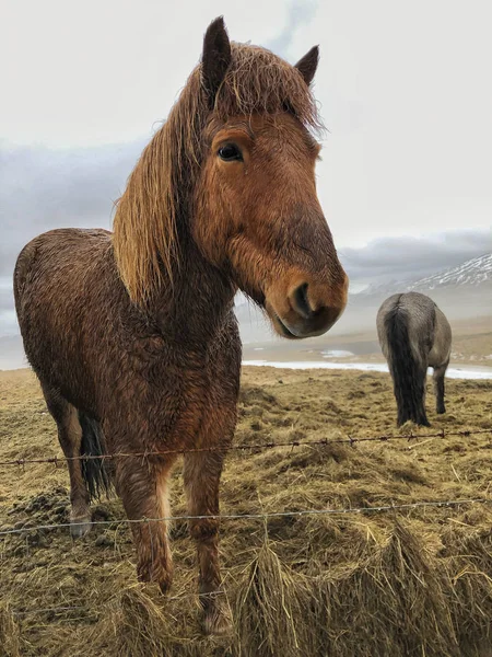 Islandshästar på ängen på Island — Stockfoto