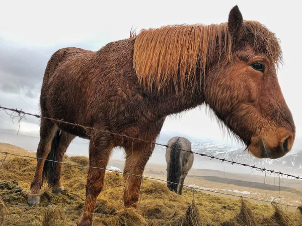 Islandshästar på ängen på Island — Stockfoto