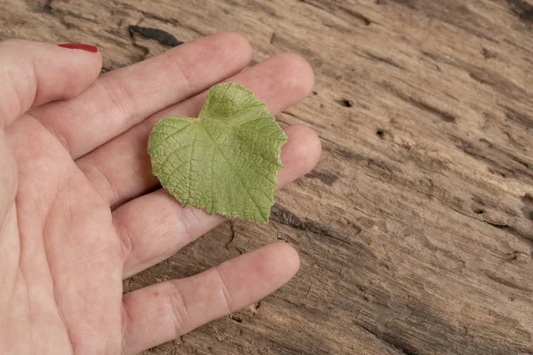 Рука тримає виноградний лист у формі серця на дерев'яному фоні — стокове фото