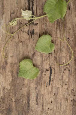 ahşap bir arka plan üzerinde taze yeşil üzüm yaprakları