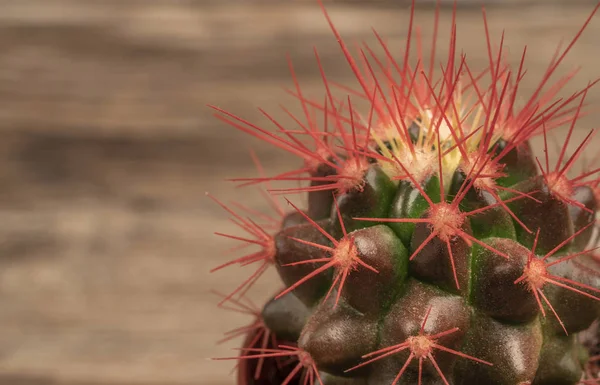 Närbild av en kaktus anläggning på ett träbord — Stockfoto