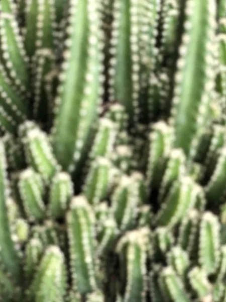 Blurred background with cactus plant — Stockfoto