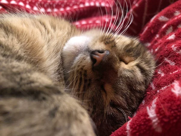 Nahaufnahme einer niedlichen gestromten Katze, die schläft — Stockfoto